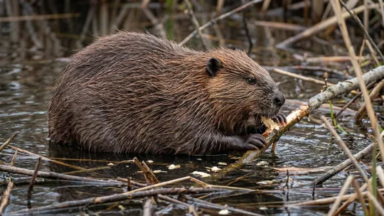 Rabid beaver discovered in New Jersey lake triggers public health warning