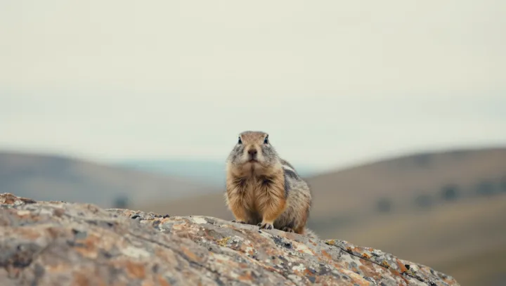 The squirrels that misplace nuts yet grow forests