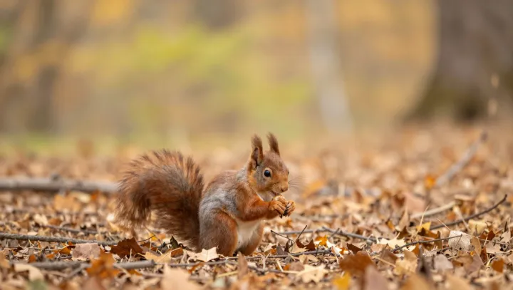 Squirrels Born From Post‑Dinosaur Chaos