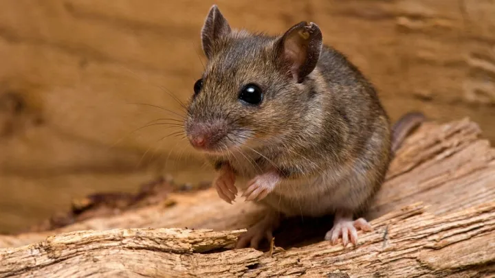 Rare Sin Nombre hantavirus case in Chelan County