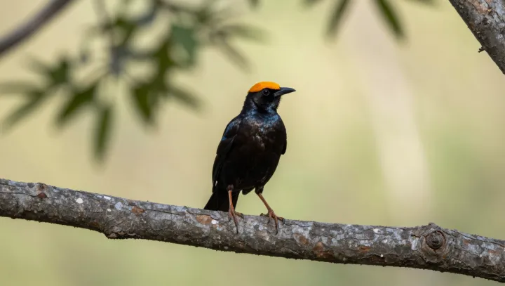 How seabirds quietly follow invisible scents