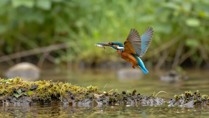 The bullet hidden inside a kingfisher