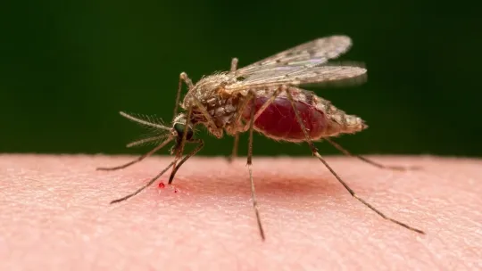Mosquitoes May Learn To Seek Deet