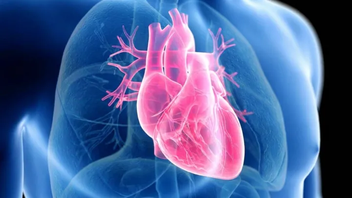 The Real Heart Diet Divide