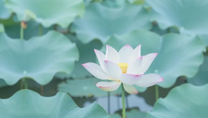 Mud, Warm Water, And The Moral Lotus