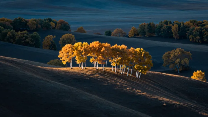 The desert tree that survives by self-amputation