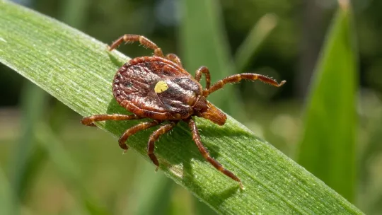 Tick Surges Push U.S. States Toward Decade Highs