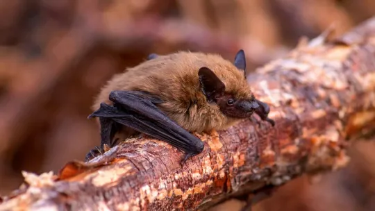 Rabid Bat Found Near California Sidewalk