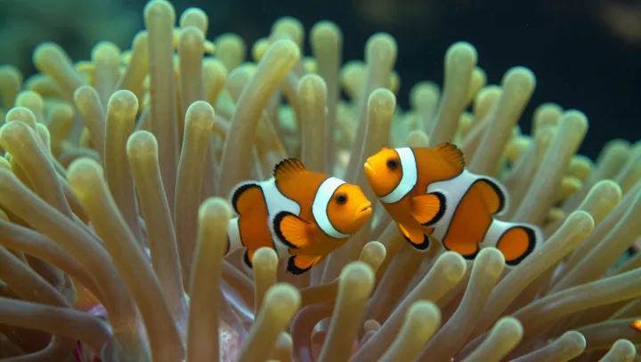 How A Clownfish Turns Venom Into Shelter
