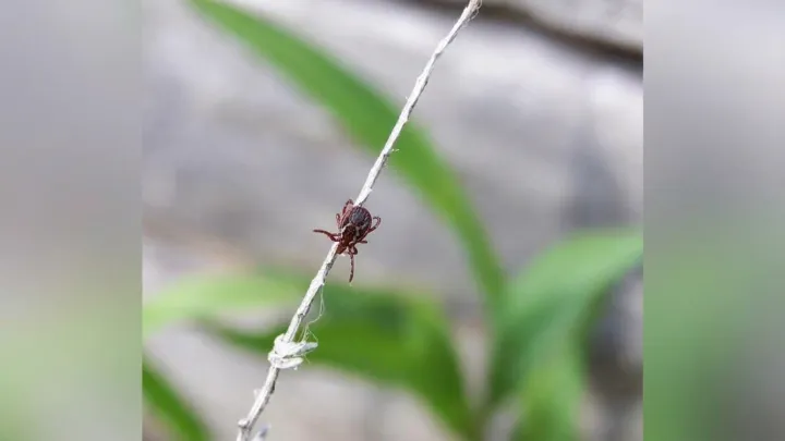 Mild Winters Set the Stage for a Tick Surge