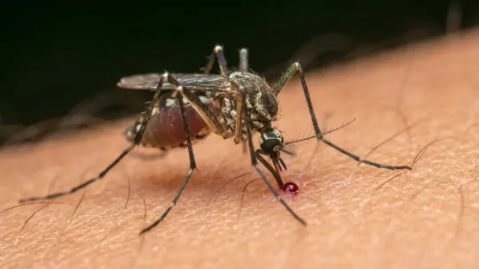 Why Google Wants to Release Mosquitoes