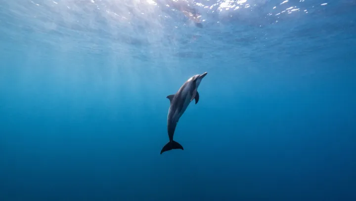 Dolphins, symbols and the logic of choice