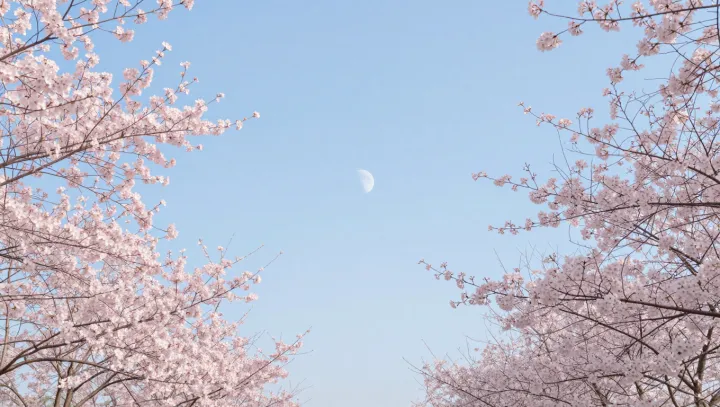 The Moon That Refuses To Stay At Night