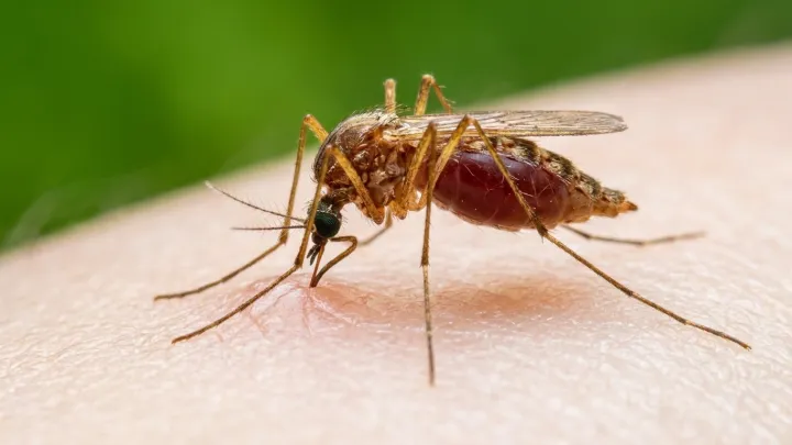 Google’s mosquito bet on bacteria
