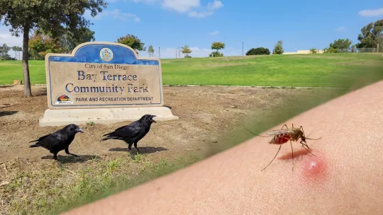 Deadly bird virus reaches San Diego crows