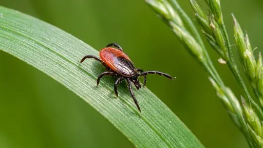 Rare Lyme Strain Surfaces In New York