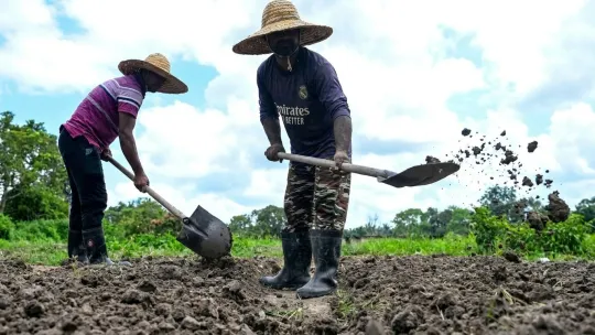 Kos komponen baja pisang dijangka melonjak