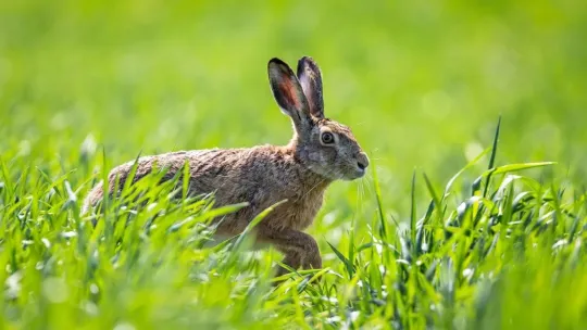 Rare rabbit-linked disease alarms Colorado