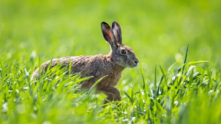 Rare rabbit-linked disease alarms Colorado