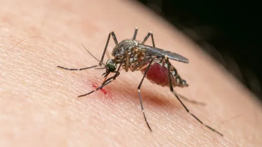First West Nile-Positive Mosquitoes Found