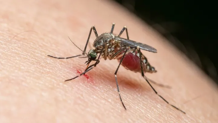 First West Nile-Positive Mosquitoes Found