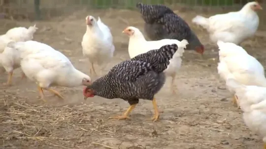 Hundreds of birds destroyed at Providence market