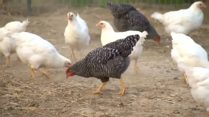 Hundreds of birds destroyed at Providence market