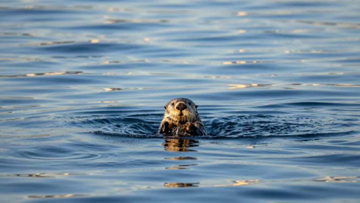 How Otter Whiskers Teach The Brain To Cooperate