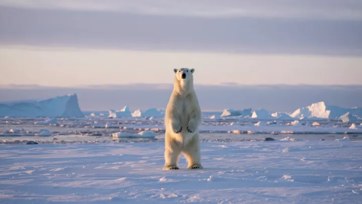 How a Forest Bear Became an Ice Hunter