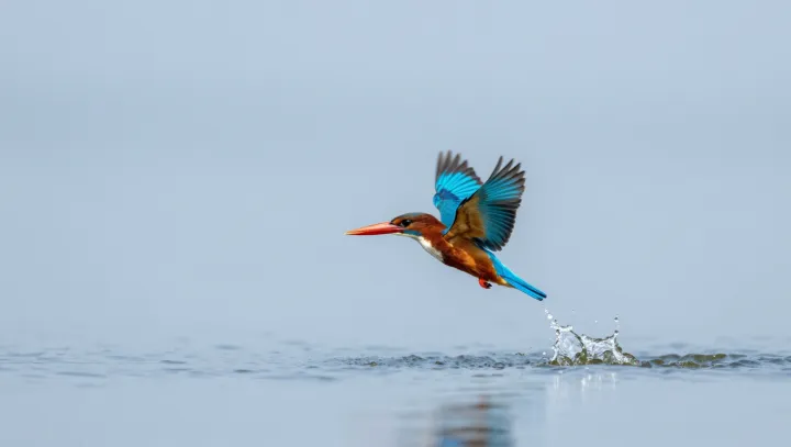 Kingfishers That Teach Engineers Silence