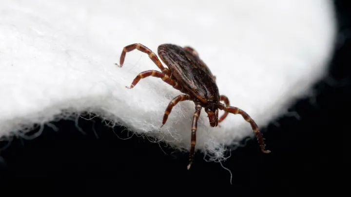 Tick-borne illness leaves New Hampshire man in ICU