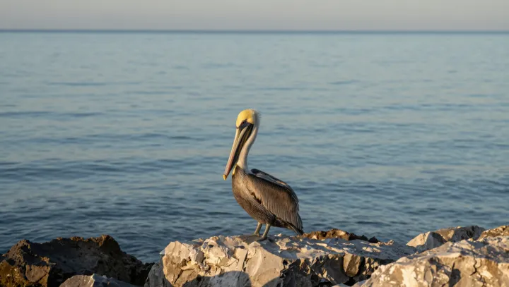 Pelican Hardware: Bill, Feathers, Survival