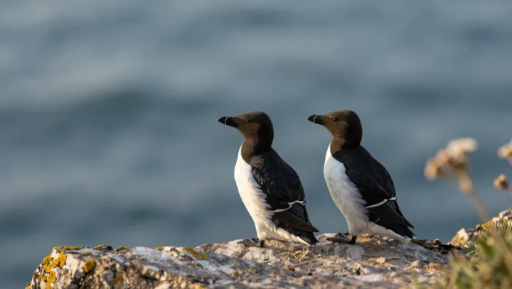 How Seabirds Stick Landings in Storms