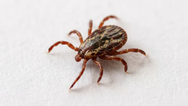 Rare tick-borne infection confirmed in California