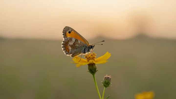 The hard physics behind a soft butterfly