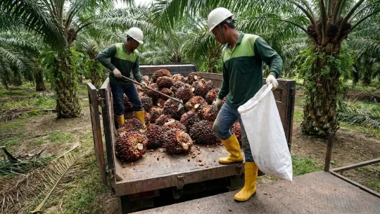 Harga MSM Kekal Kukuh Di Paras Tinggi
