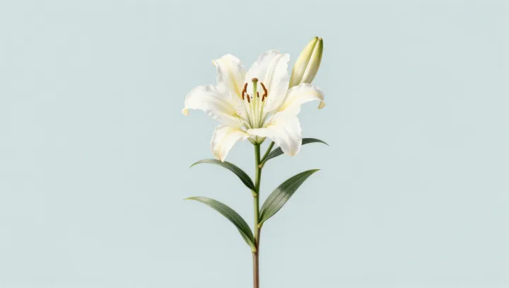 One Lily, Two Buds, Infinite Depth
