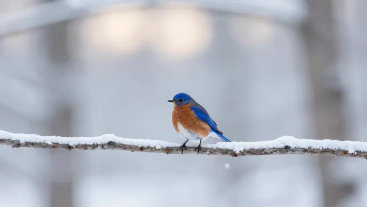 How Tiny Birds Run a Blizzard Heat System