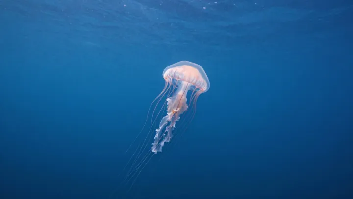 Ghost hunters of the open sea