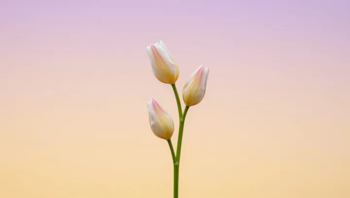 How Flowers Know When Dawn Has Arrived