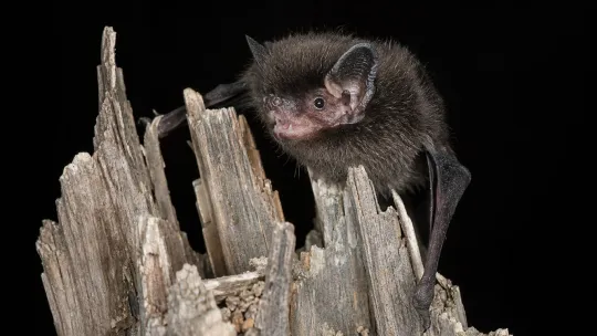 Rabid bat bites girl outside Wisconsin home