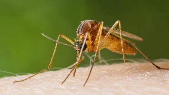 West Nile virus moves early, mosquitoes surge