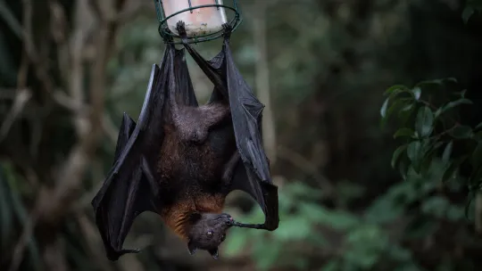 Boy dies from rabies after bat encounter