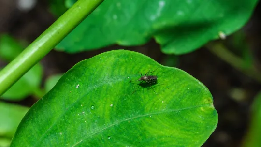 West Nile virus found in Nashville mosquitoes