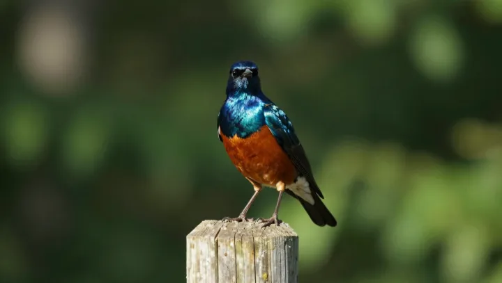 Grounded birds and the physics of forest life