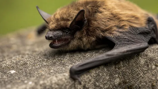 Boy’s rabies death after bat encounter