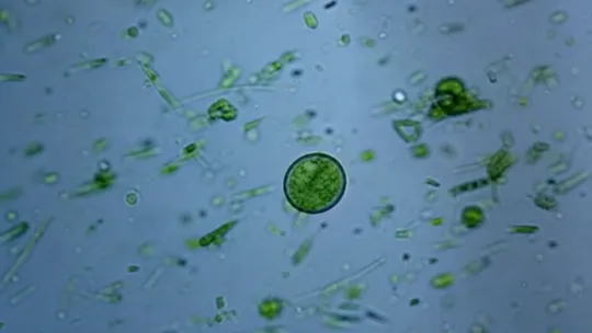 Cyclospora surge rattles North Carolina