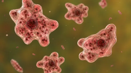 How to dodge brain‑eating amoeba risk