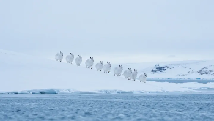 How Arctic hares keep running on ice