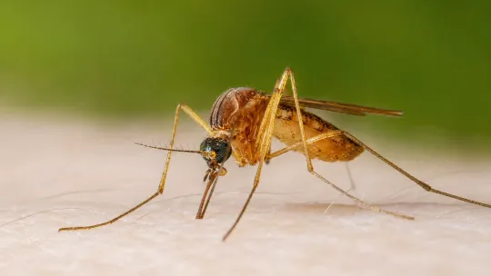 West Nile virus spreads across Orange County